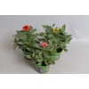 Zinnia Divers