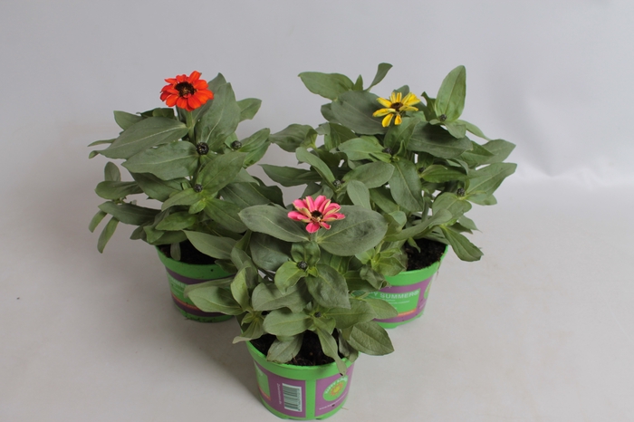 Zinnia Divers