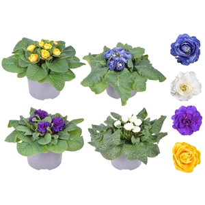 Prim Belarina Dubbel MixKAR