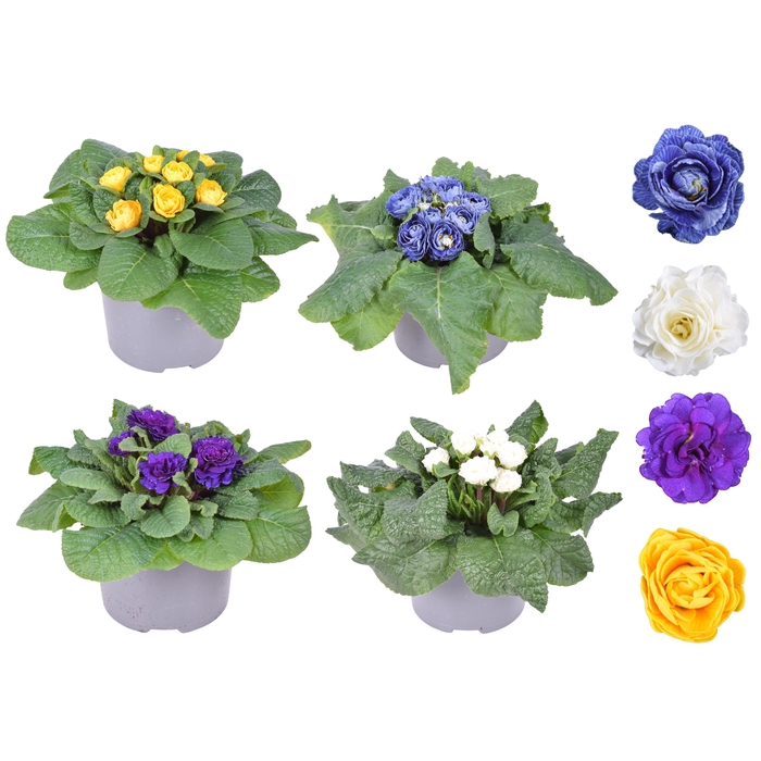 <h4>Prim Belarina Dubbel MixKAR</h4>