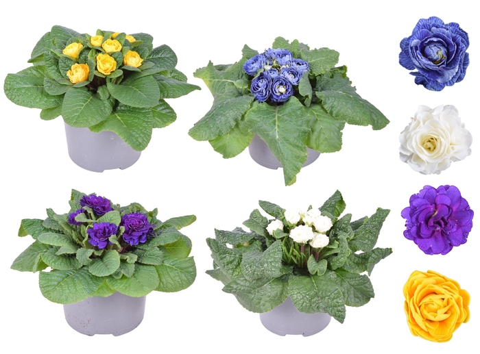 Prim Belarina Dubbel MixKAR