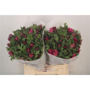 Anemone Mistral Fuchsia