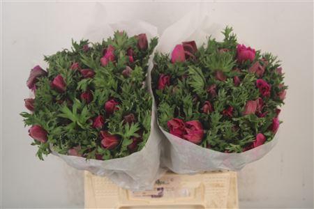 <h4>Anemone Mistral Fuchsia</h4>