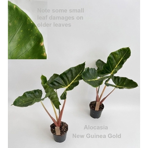 Alocasia