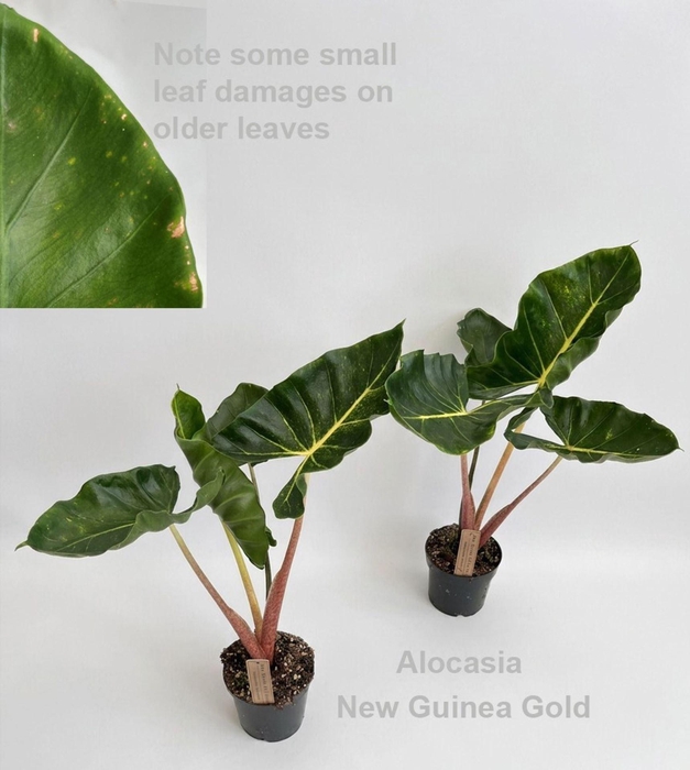 <h4>Alocasia</h4>