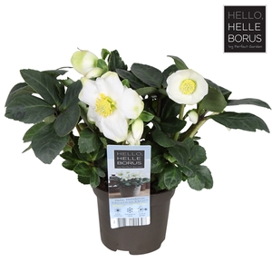 Helleborus niger 'Christmas Carol Early' XL P9