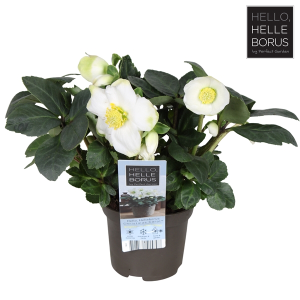 <h4>Helleborus niger 'Christmas Carol Early' XL P9</h4>