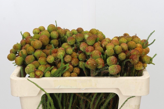 <h4>KAAPS GROEN KAAPS GROEN RUBY BERZEL</h4>