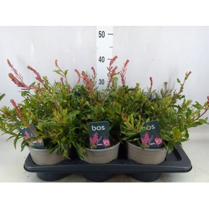 Gaura lindheimeri 'Geyser White'
