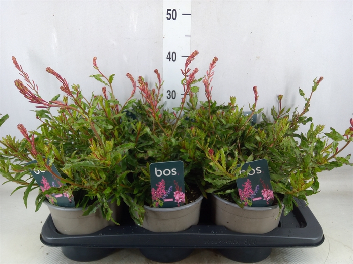 <h4>Gaura lindheimeri 'Geyser White'</h4>