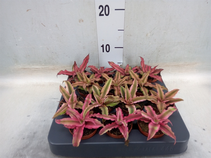 <h4>Cryptanthus   ...mix</h4>