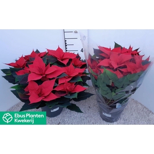 EUPHOR P GRAN ITALIA