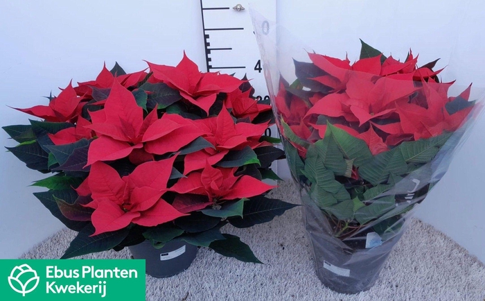 <h4>EUPHOR P GRAN ITALIA</h4>