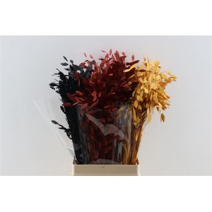 Dried Chasmantium Metallic Autumn Stem