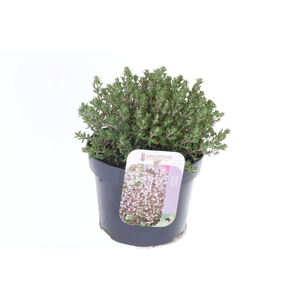 Thymus vulgaris Precompa
