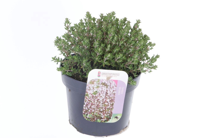<h4>Thymus vulgaris Precompa</h4>