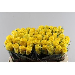 R Gr Good Times L 60