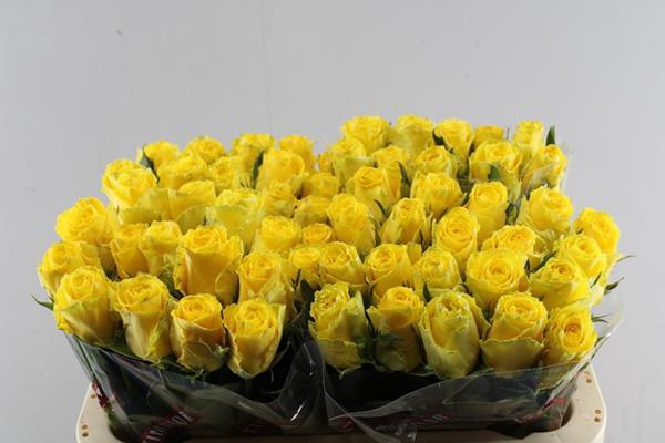 <h4>R Gr Good Times L 60</h4>