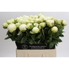 Paeonia Ivory Victory