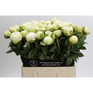 Paeonia Ivory Victory