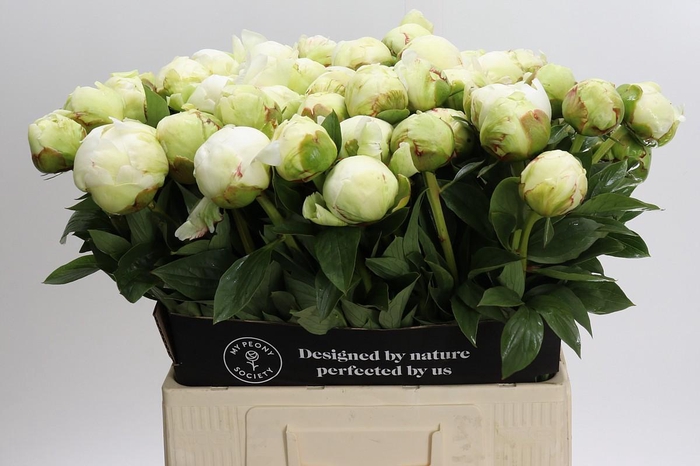 <h4>Paeonia Ivory Victory</h4>
