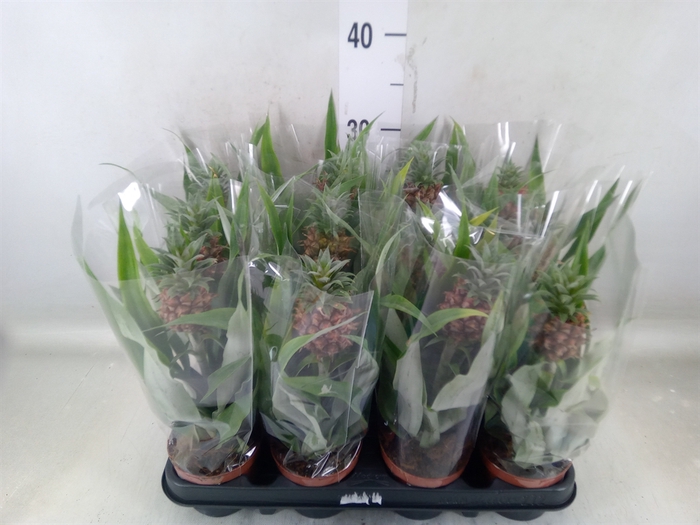 <h4>Ananas  'Rosita'</h4>