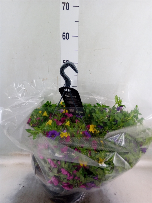 <h4>Calibrachoa   ...</h4>