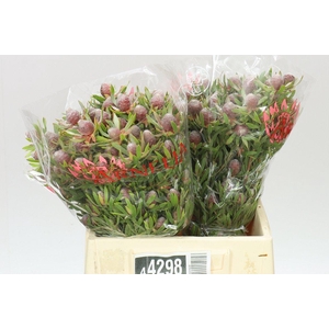 Leucadendron Ayoba Star Pearl