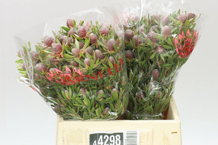 <h4>Leucadendron Ayoba Star Pearl</h4>
