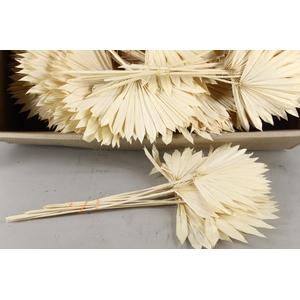 DF Palm Sun Medium Bleached