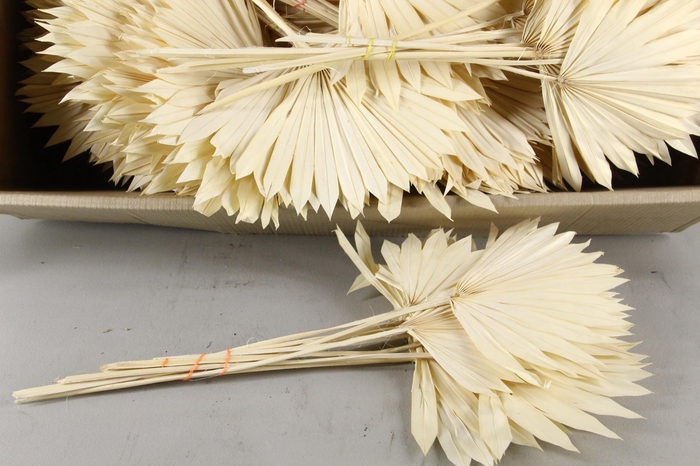 <h4>DF Palm Sun Medium Bleached</h4>