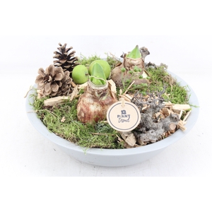 arr4 Amaryllis PL - Zink schaal grijs