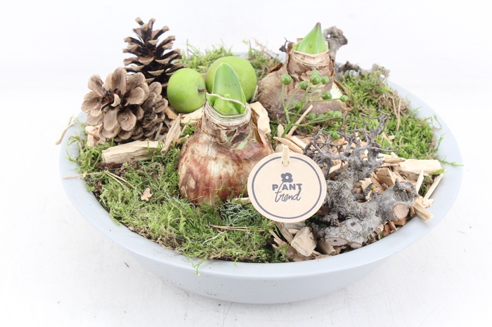 <h4>arr4 Amaryllis PL - Zink schaal grijs</h4>