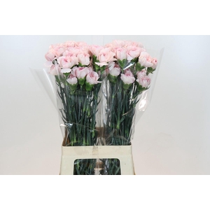 Dianthus St Damascus