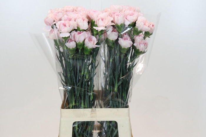 Dianthus St Damascus