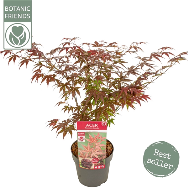 <h4>Acer palm. 'Atropurpureum'</h4>