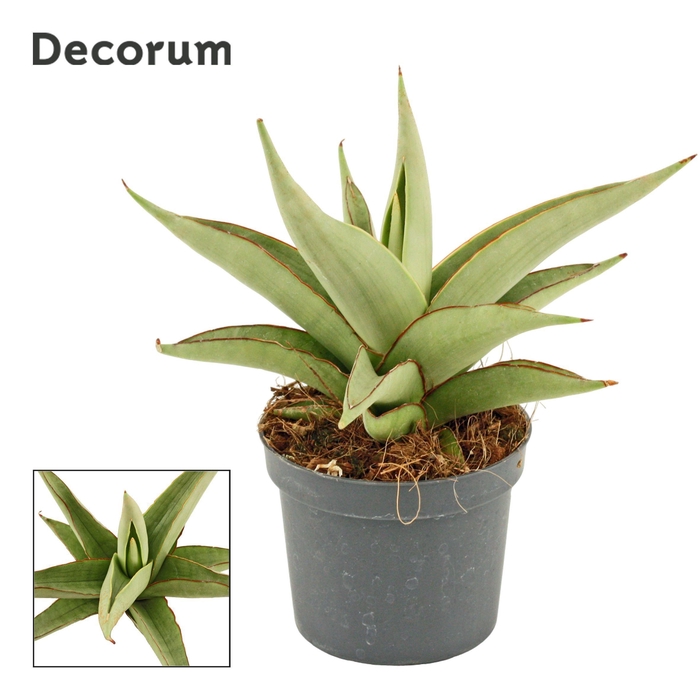 <h4>Sansevieria Platinum Crown 9 cm (Decorum)</h4>