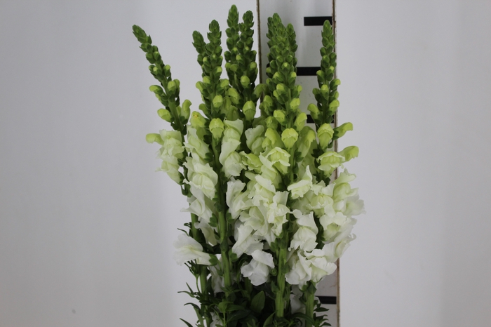 <h4>BOCA DE LEAO BRANCA 070 CM</h4>