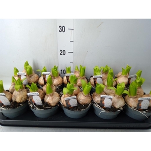 Hyacinthus orie. 'Pearl White'