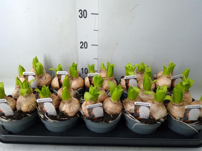 <h4>Hyacinthus orie. 'Pearl White'</h4>