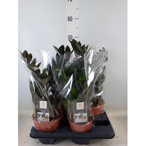 Zamioculcas zamiifolia 'Dowon'