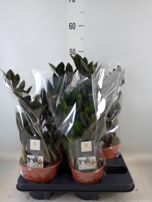 <h4>Zamioculcas zamiifolia 'Dowon'</h4>
