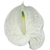 ANTHURIUM ETERNITY 11/13 040 CM DIAM MIN 11 CM BRANCO