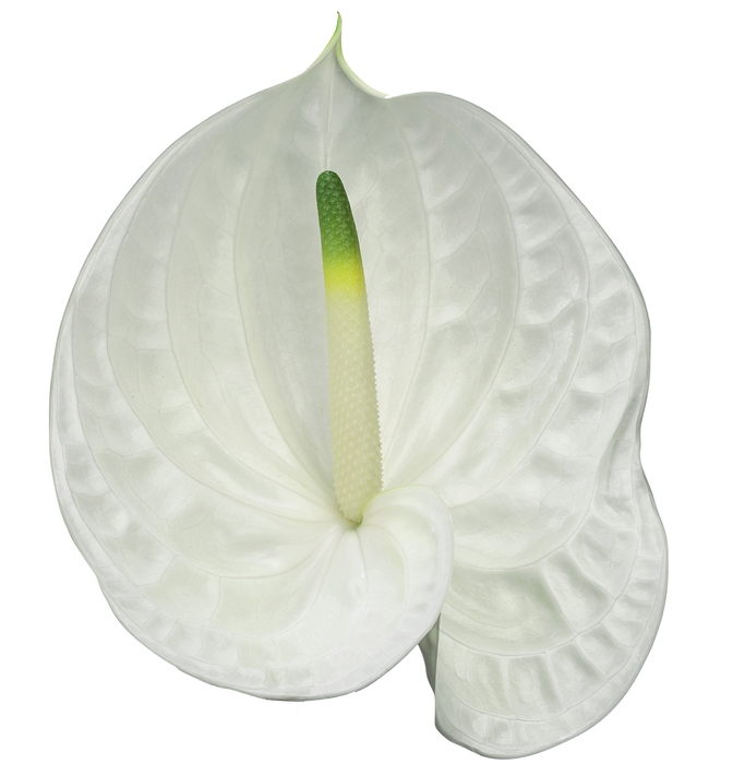 ANTHURIUM ETERNITY 13/15 045 CM DIAM MIN 13 CM BRANCO