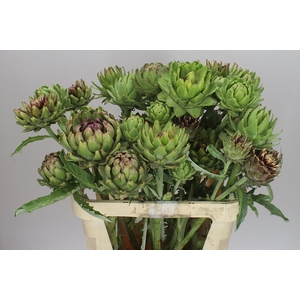 Cynara Sc Green Globe