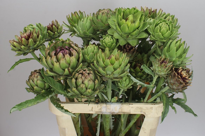 <h4>Cynara Sc Green Globe</h4>