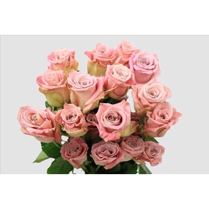 Rosa ec faith