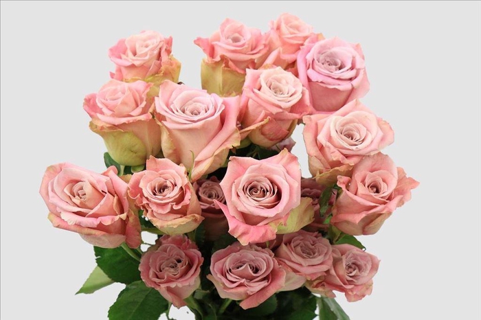 <h4>Rosa ec faith</h4>