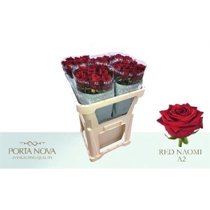 R Gr Red Naomi A2
