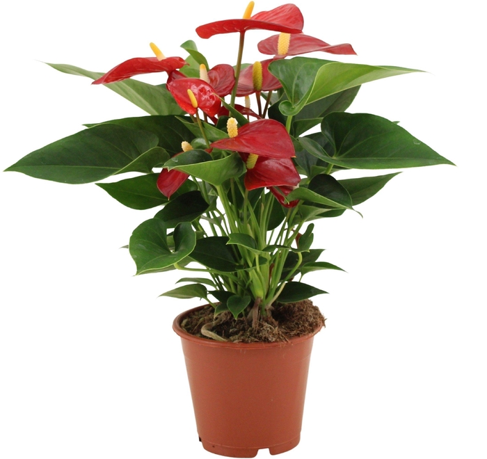 Anthurium Micra in transparant sleeve